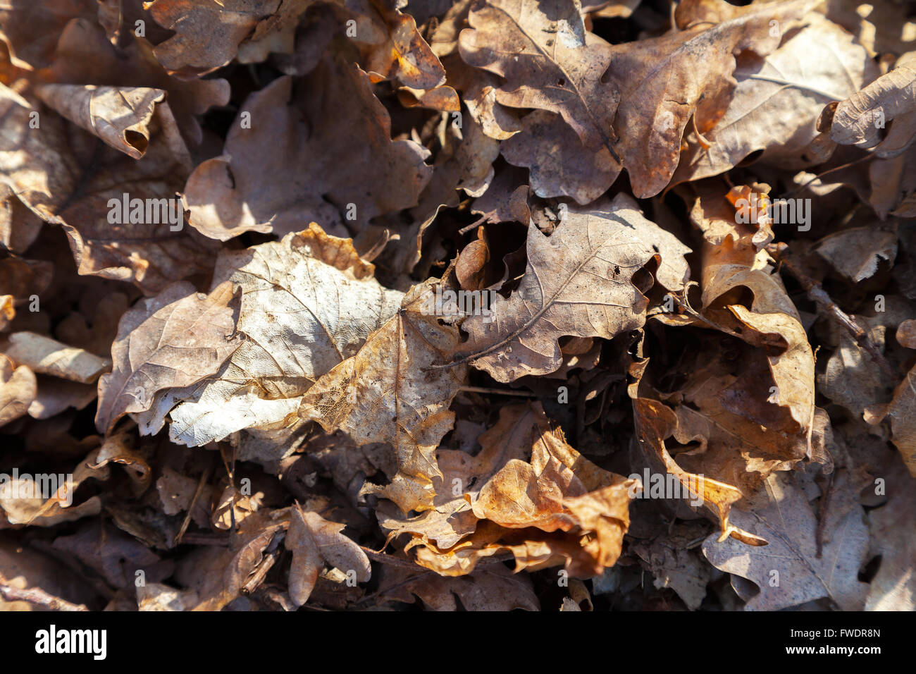 Haufen von Blättern auf Waldboden Stockfoto