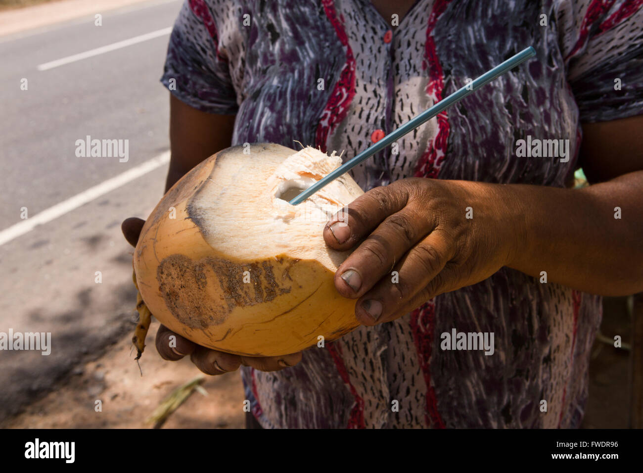 Dambulla, Sri Lanka Frau bietet Thambili King Coconut, am Straßenrand stand zu trinken Stockfoto
