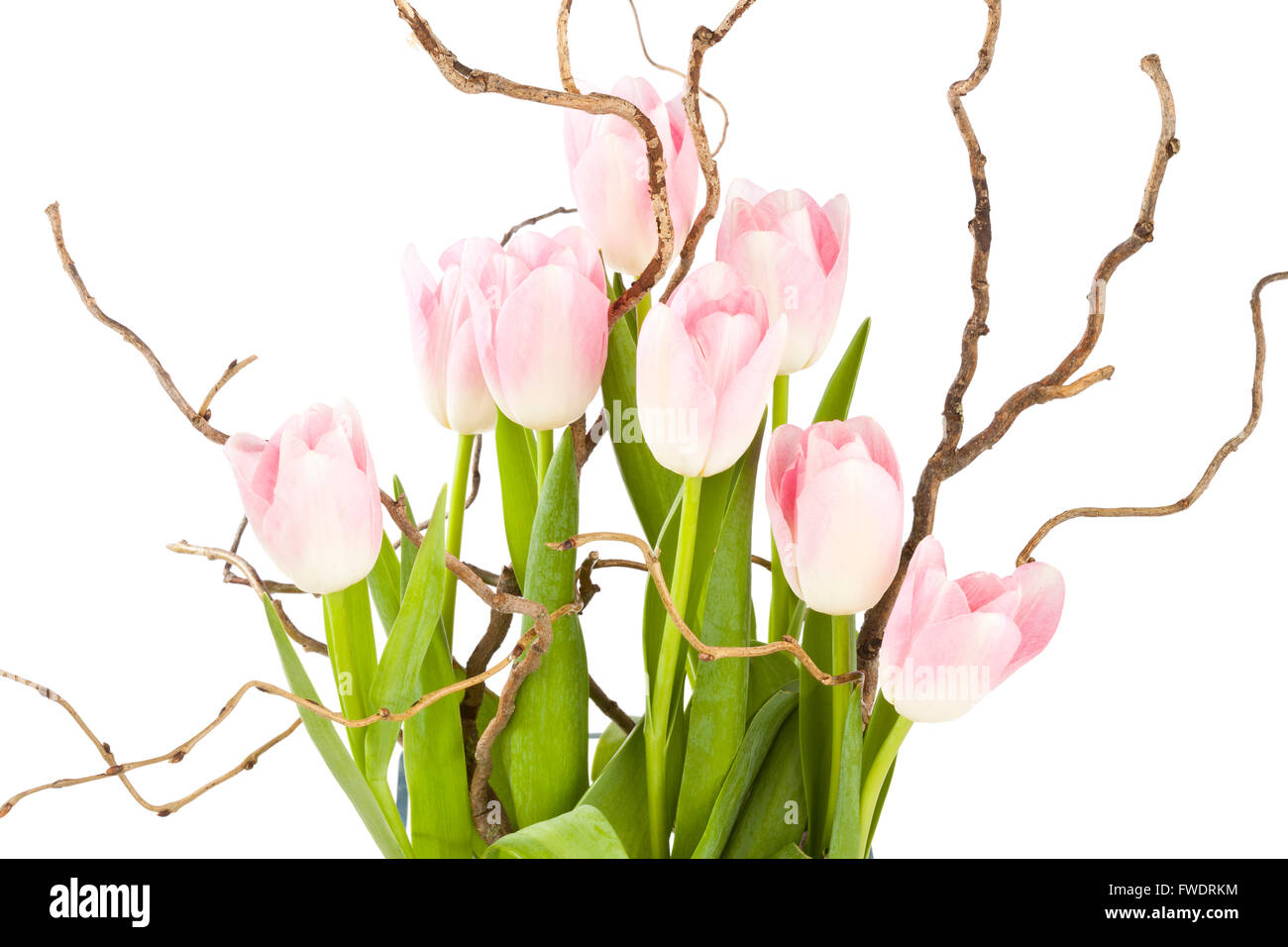 Eine Anordnung von rosa Tulpen (Tulipa) und verzerrte Weide Stockfoto