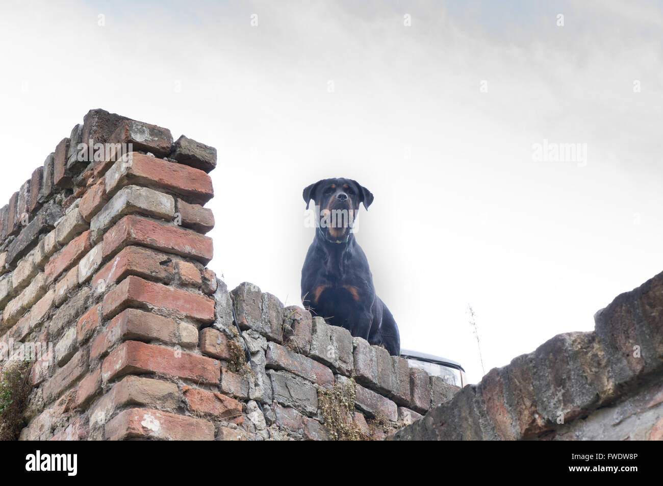 Watchdog-Ziegel Wand Stockfoto