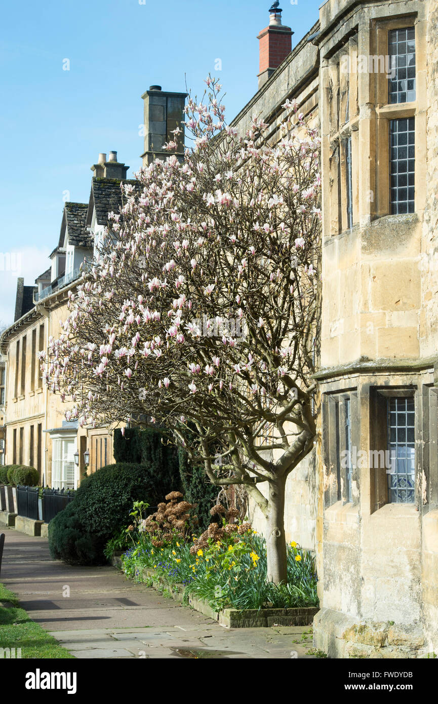 Magnolie im Frühjahr auf der High Street in Chipping Campden, Cotswolds, Gloucestershire, England Stockfoto