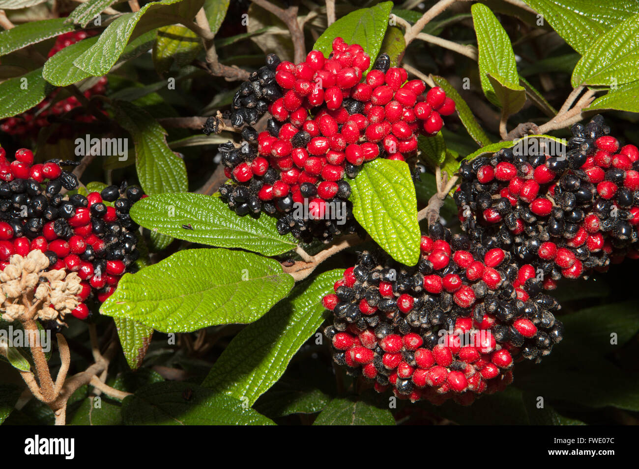 Viburnum lantana Wayfaring Tree, Hoarwithy Twistwood Meal Baum Herbstbeeren Viburnum Beeren Stockfoto