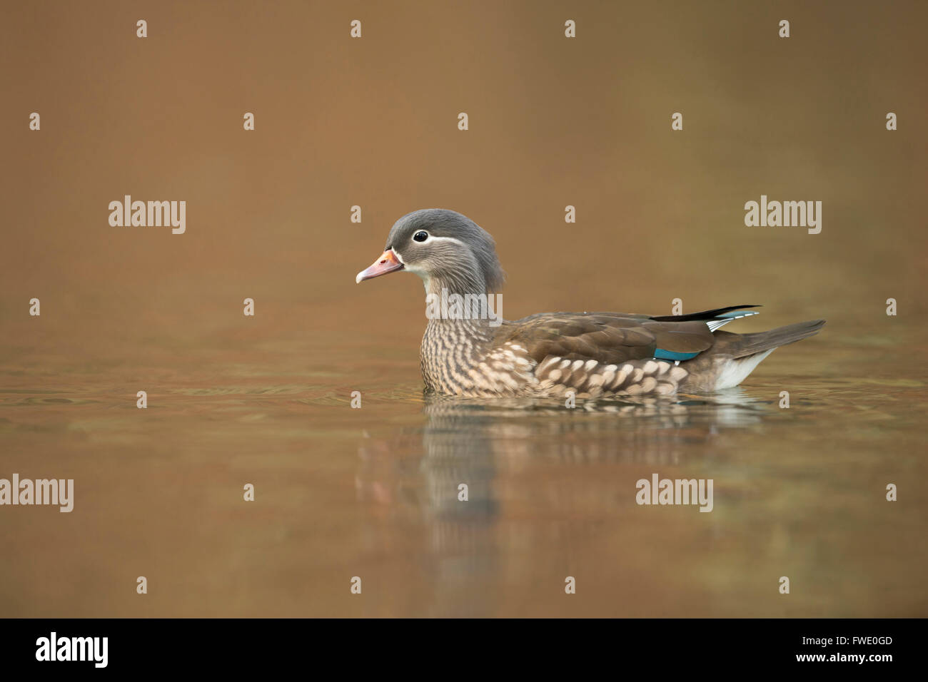Mandarin Ente ( Aix galericulata ), hübsches Weibchen, schwimmt in der Nähe, Europa. Stockfoto