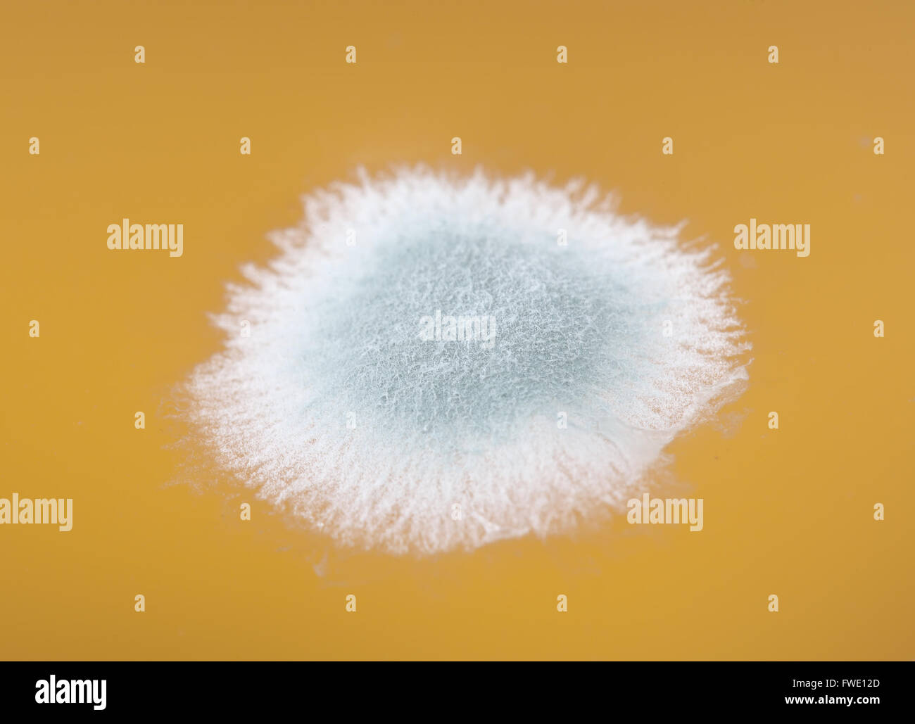 Schimmel im Orangensaft Makro Bild Stockfoto