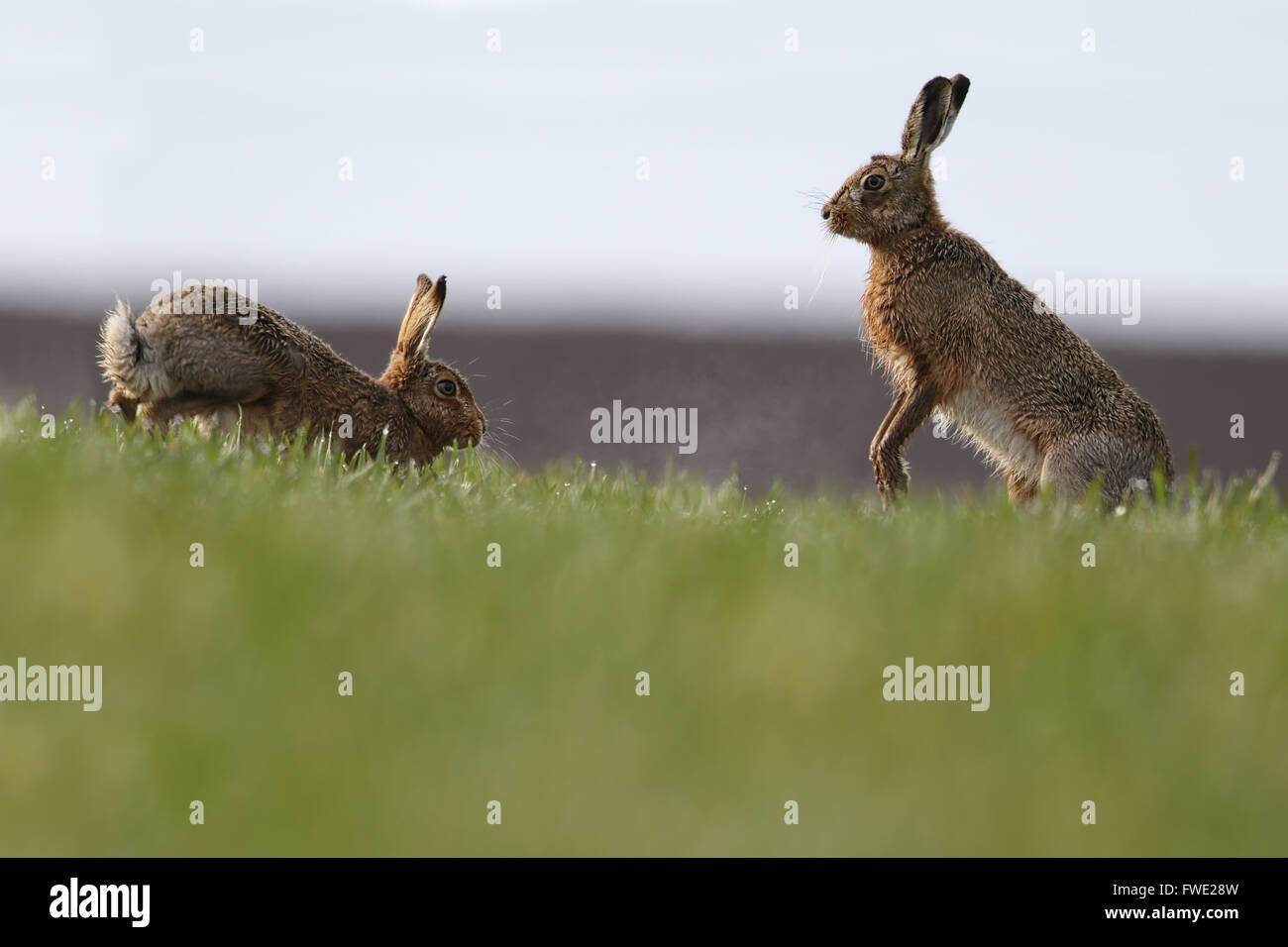 Mad März Hasen! Europäische oder braunen Hasen (Lepus Europaeus) "Boxen". Stockfoto