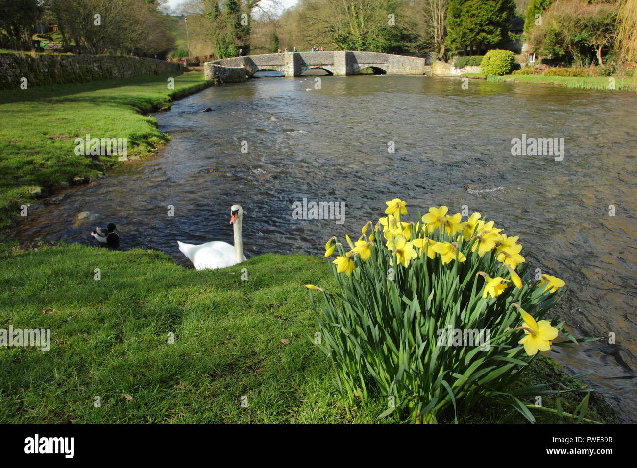 Ein Schwan und Enten auf den Fluss Wye in der Nähe der Sheepwash Brücke bei Ashford im Wasser; Peak District National Park, Derbyshire UK Stockfoto