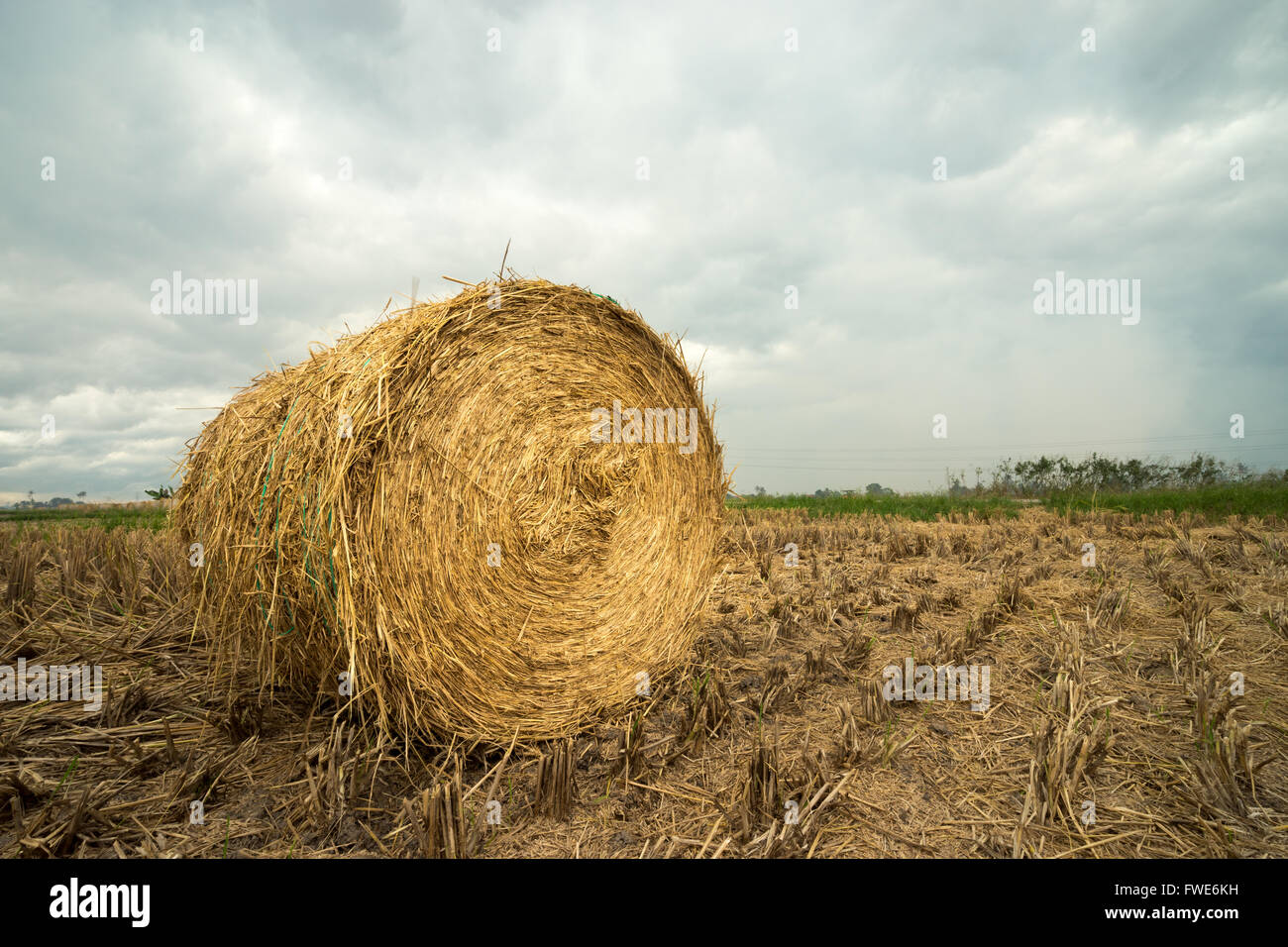 Rollen der Heuhaufen auf dem Reisfeld. Eine trübe Landschaft mit Heuhaufen in Sungai Besar, Malaysia. Landwirtschaft-Konzept. Stockfoto