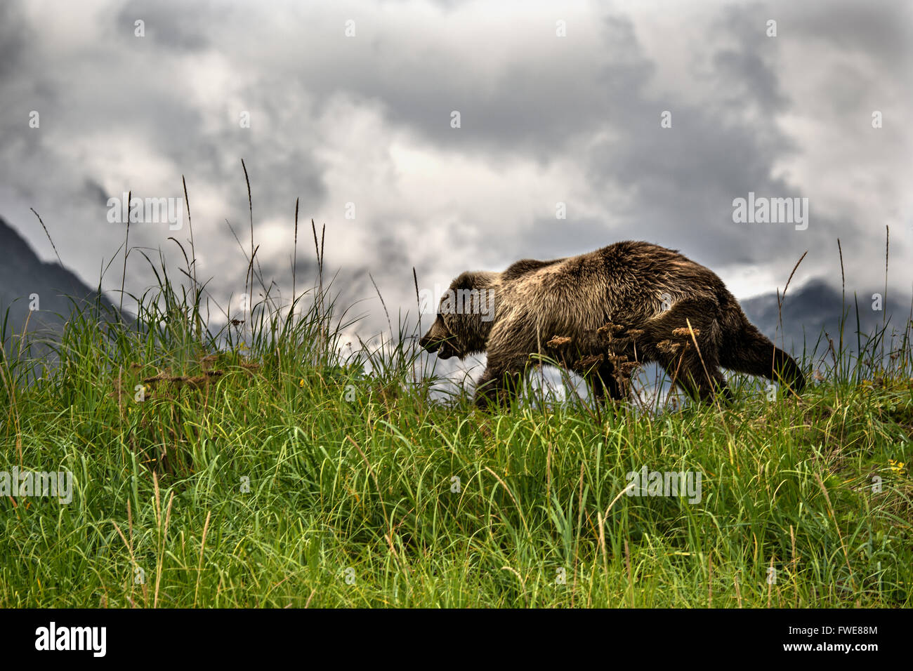 Bär Stockfoto