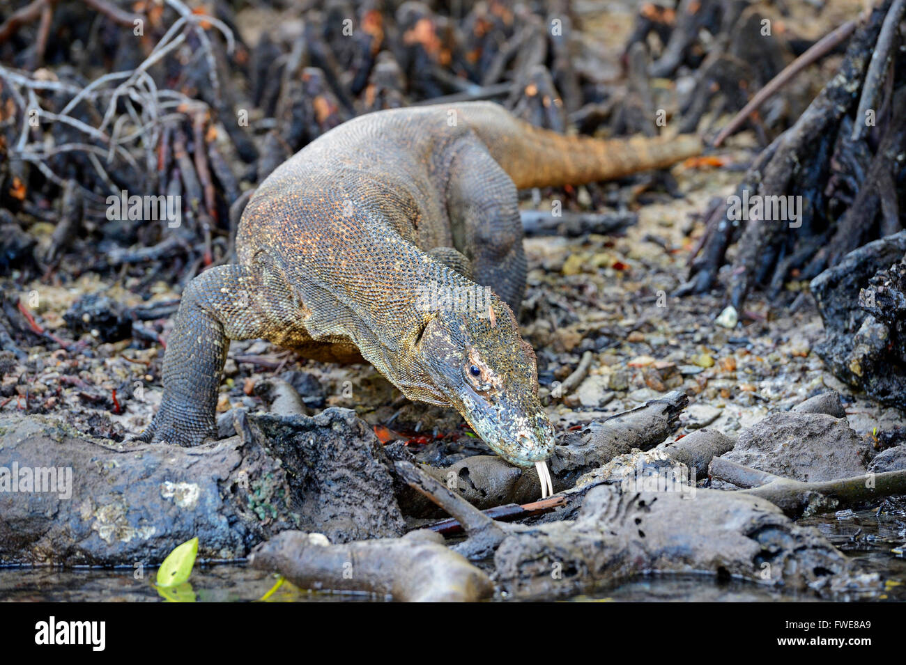 Komodo-Waran (Varanus Komodoensis), Mangrovengebiet, Rinca Island, Indonesien, Komodo National Park, UNESCO-Weltkulturerbe Stockfoto