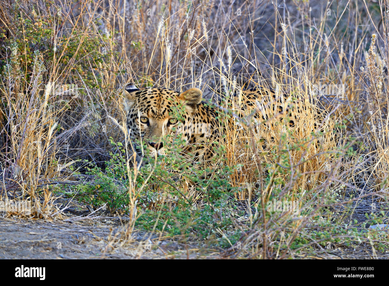 Leopard (Panthera Pardus), Khomas Region, Namibia, Afrika Stockfoto