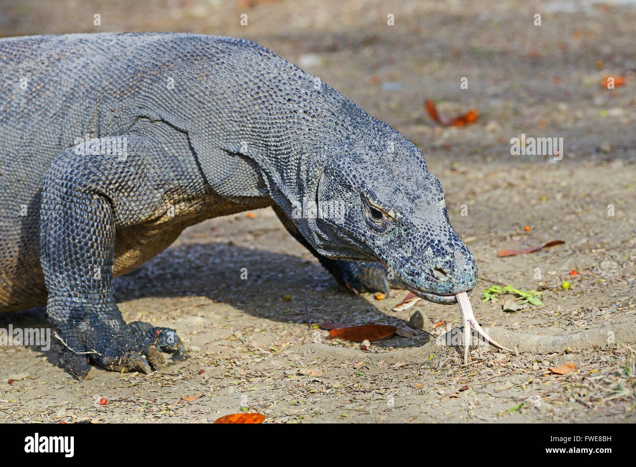 Komodo-Waran (Varanus Komodoensis), Insel Rinca, Komodo National Park, Indonesien, Asien Stockfoto