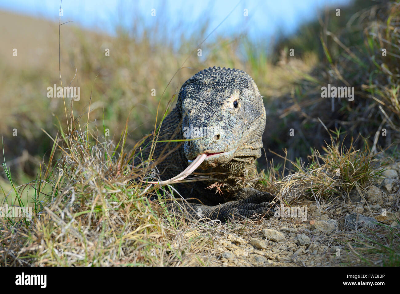 Komodo-Waran (Varanus Komodoensis), Rinca Insel Komodo National Park, Indonesien Stockfoto