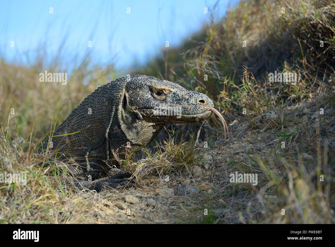 Komodo-Waran (Varanus Komodoensis), Rinca Insel Komodo National Park, Indonesien Stockfoto