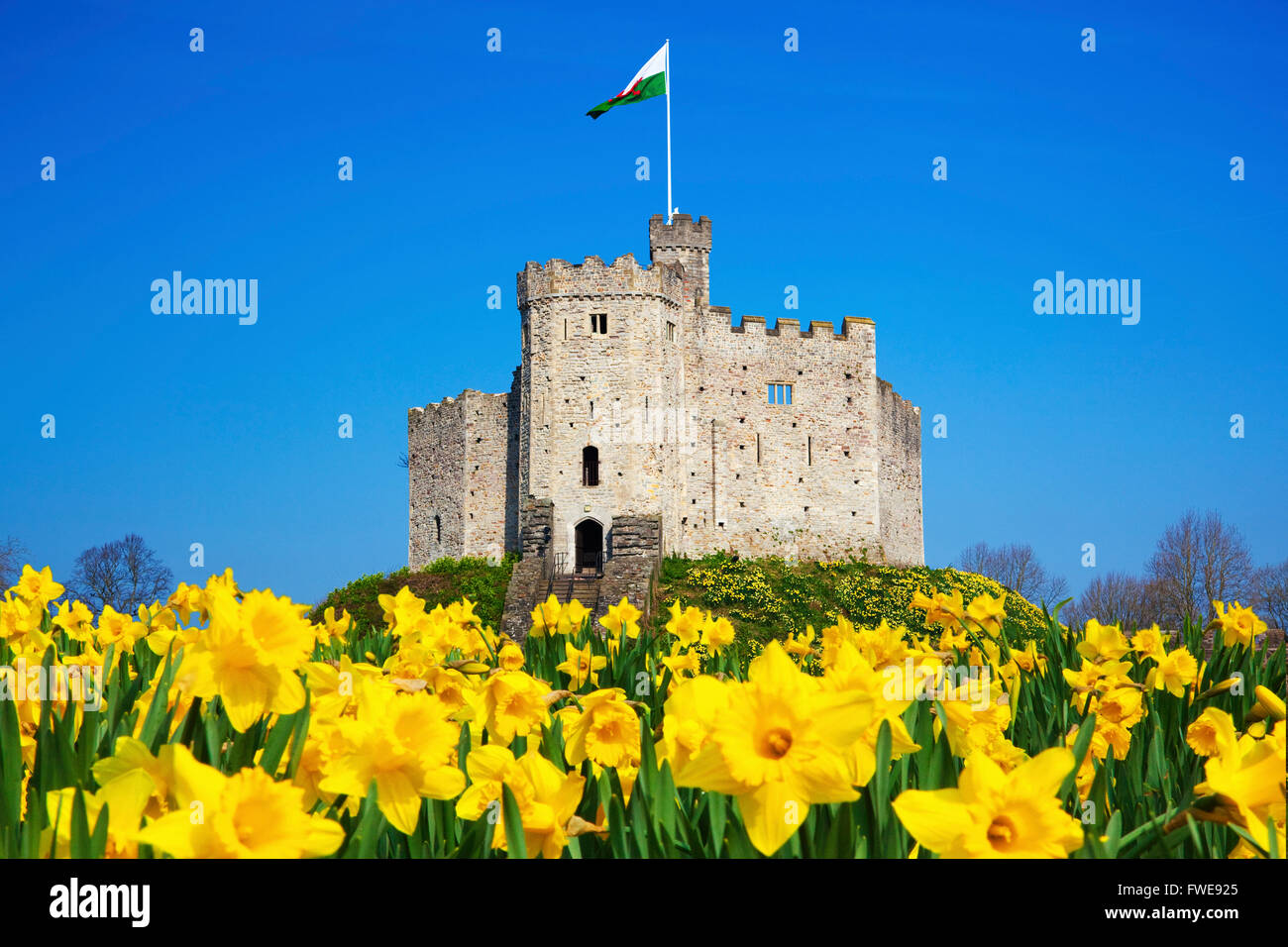Norman halten, Cardiff Castle, Narzissen, Cardiff, Wales, UK. Stockfoto