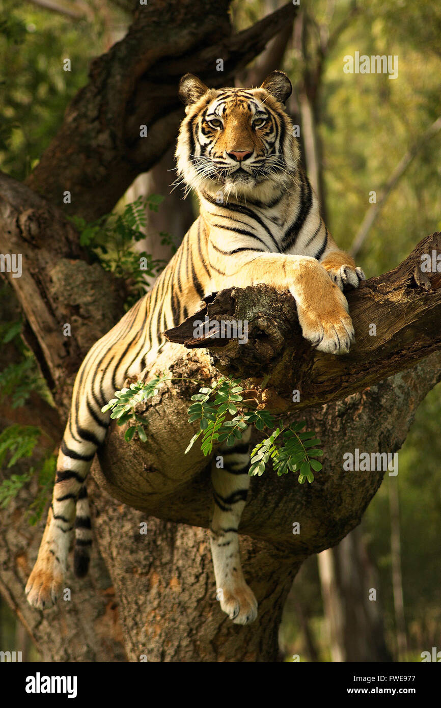 Schöne Tiger ruht in einem Baum in der späten Nachmittagssonne Stockfoto