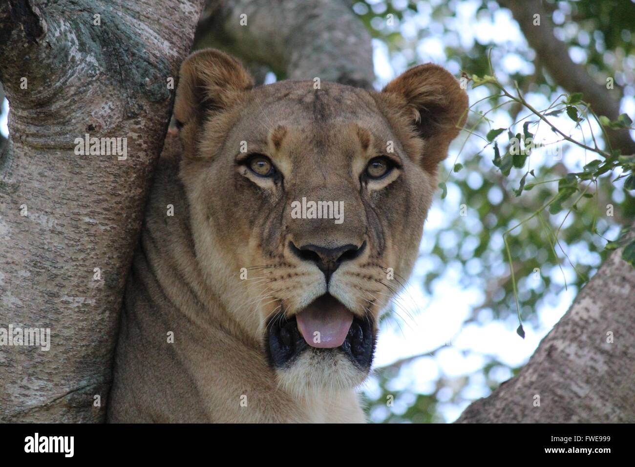 Löwin im Baum Stockfoto