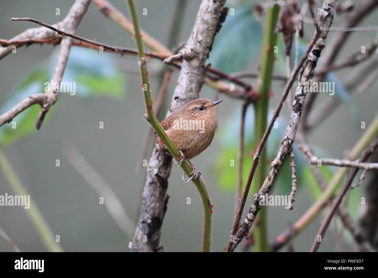 Winter Wren oder eurasische Zaunkönig (Troglodytes Troglodytes) in Kanada Stockfoto
