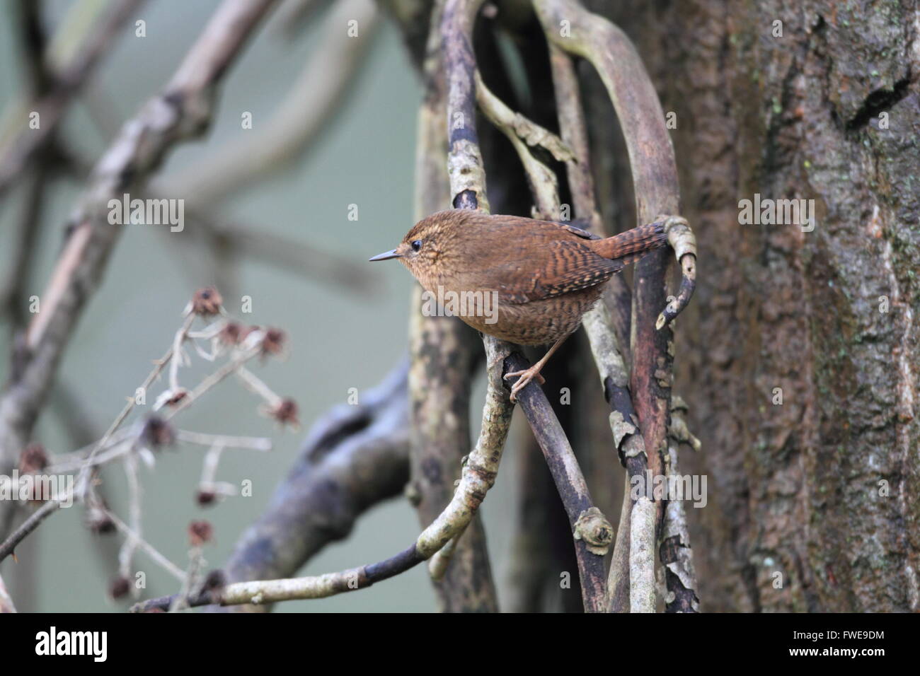 Winter Wren oder eurasische Zaunkönig (Troglodytes Troglodytes) in Kanada Stockfoto