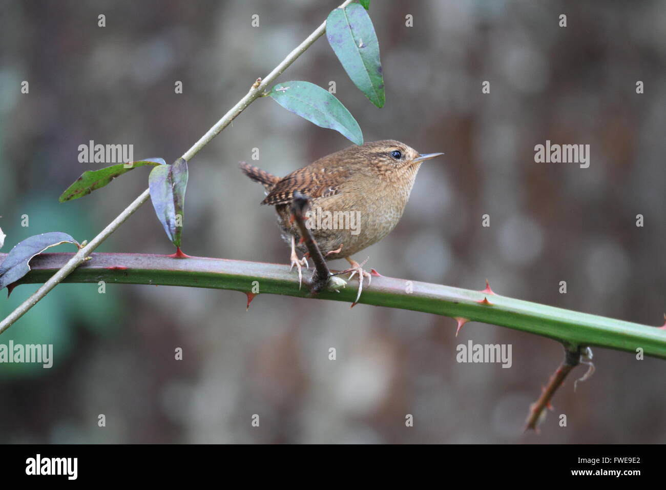 Winter Wren oder eurasische Zaunkönig (Troglodytes Troglodytes) in Kanada Stockfoto