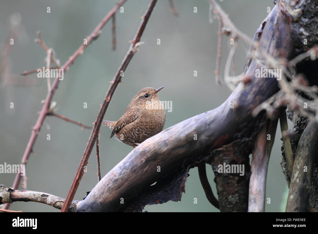 Winter Wren oder eurasische Zaunkönig (Troglodytes Troglodytes) in Kanada Stockfoto