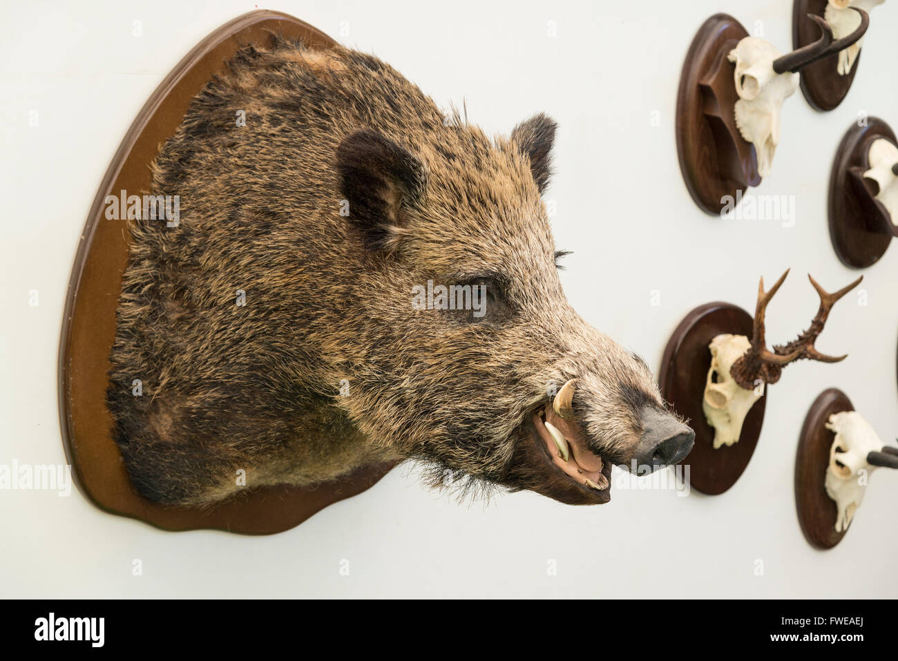 WILDSCHWEIN GEFÜLLT Stockfoto