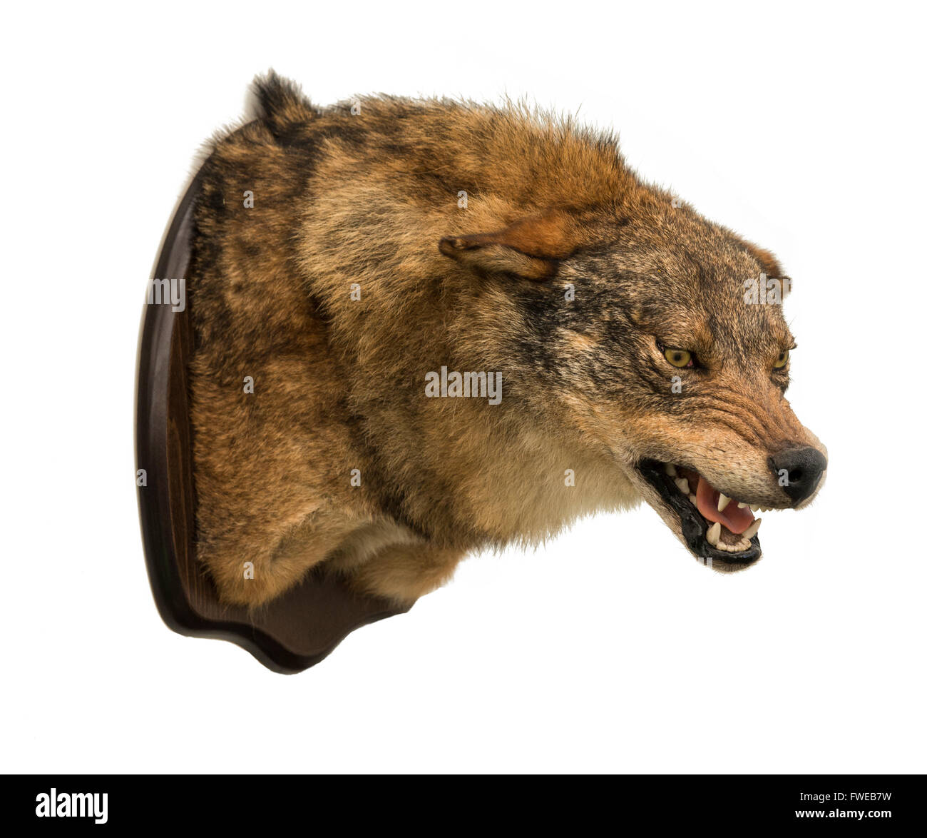 AUSGESTOPFTER WOLF Stockfoto