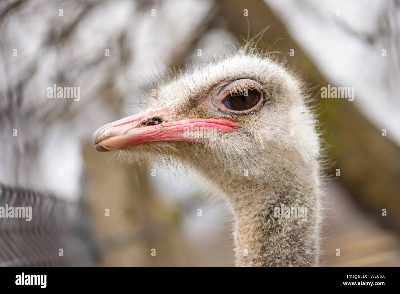 Schmutziger Vogel Strauß den Kopf in natürlichem Licht Stockfoto