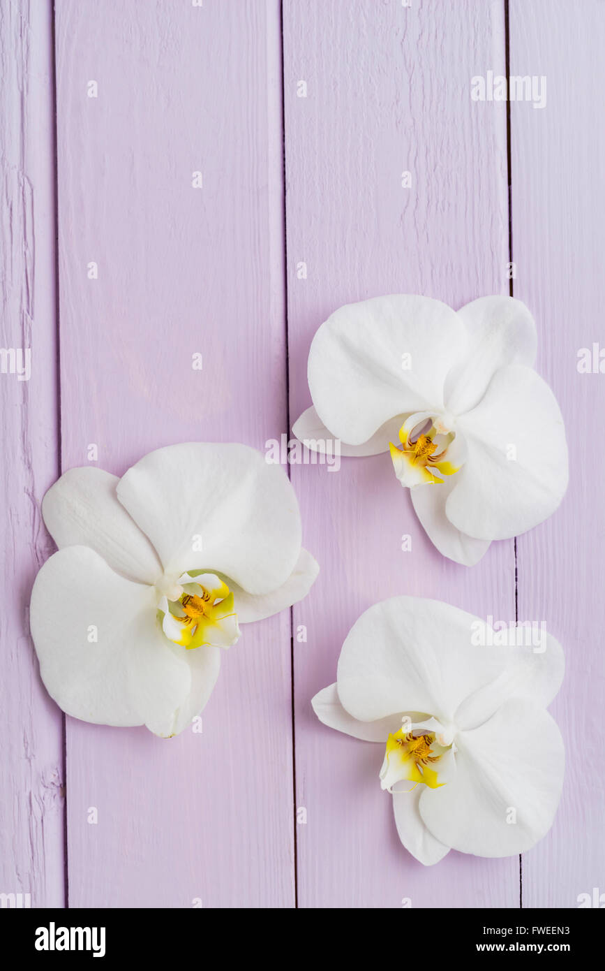 Drei Orchideen Blüten Stockfoto
