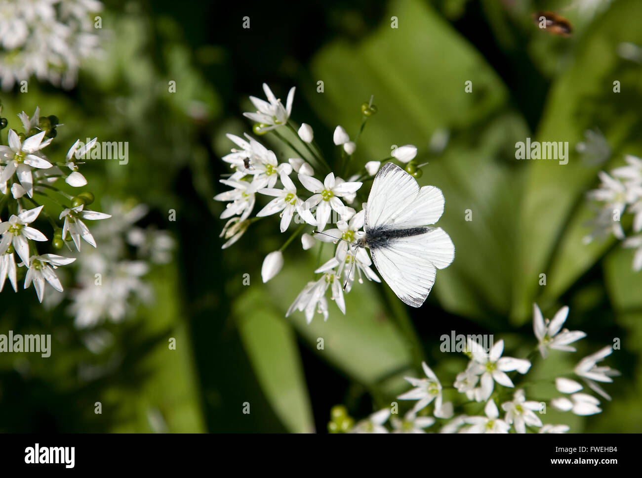 Weißer Schmetterling und Allium, Quoit Woods, Pembrokeshire Stockfoto