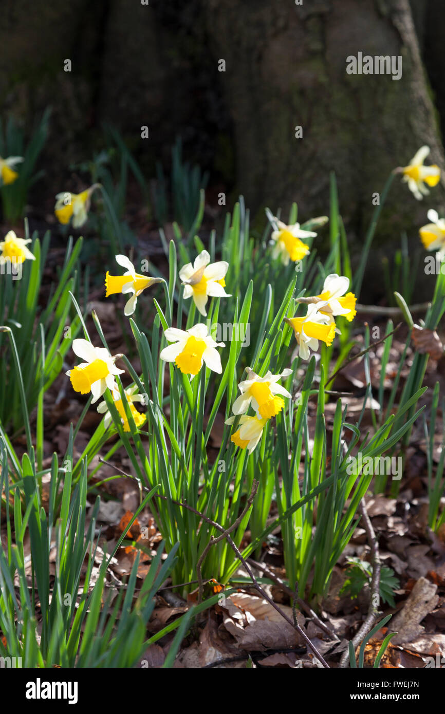 Wilde Narzissen (Narcissus pseudonarcissus) wachsen im Frühjahr im Betty DAWs Wood Nature Reserve, in der Nähe von Dymock, Gloucestershire UK Stockfoto