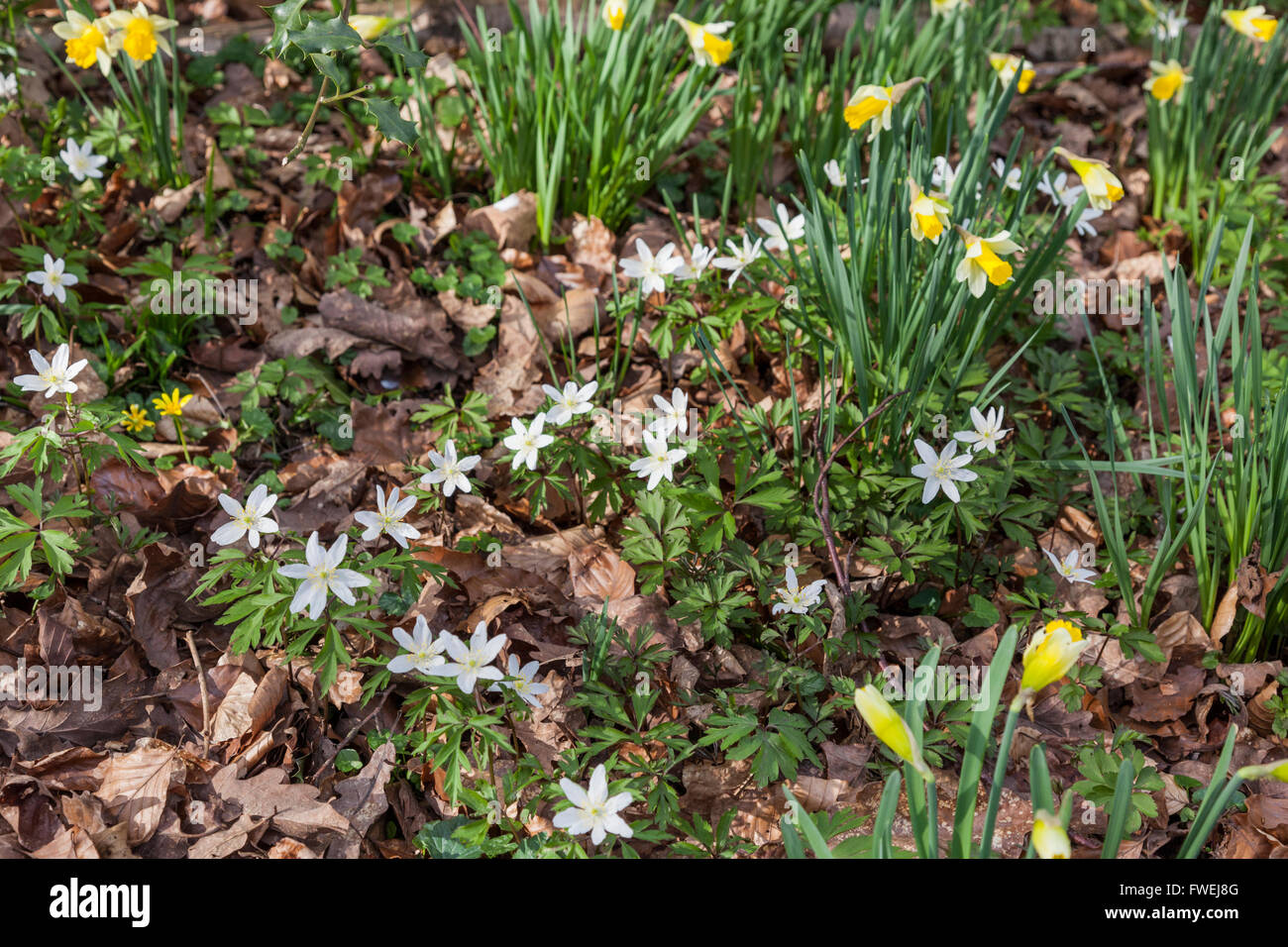 Wood Anemone und Wild Daffodils wachsen im Frühjahr im Betty DAWs Wood Nature Reserve, in der Nähe von Dymock, Gloucestershire UK Stockfoto