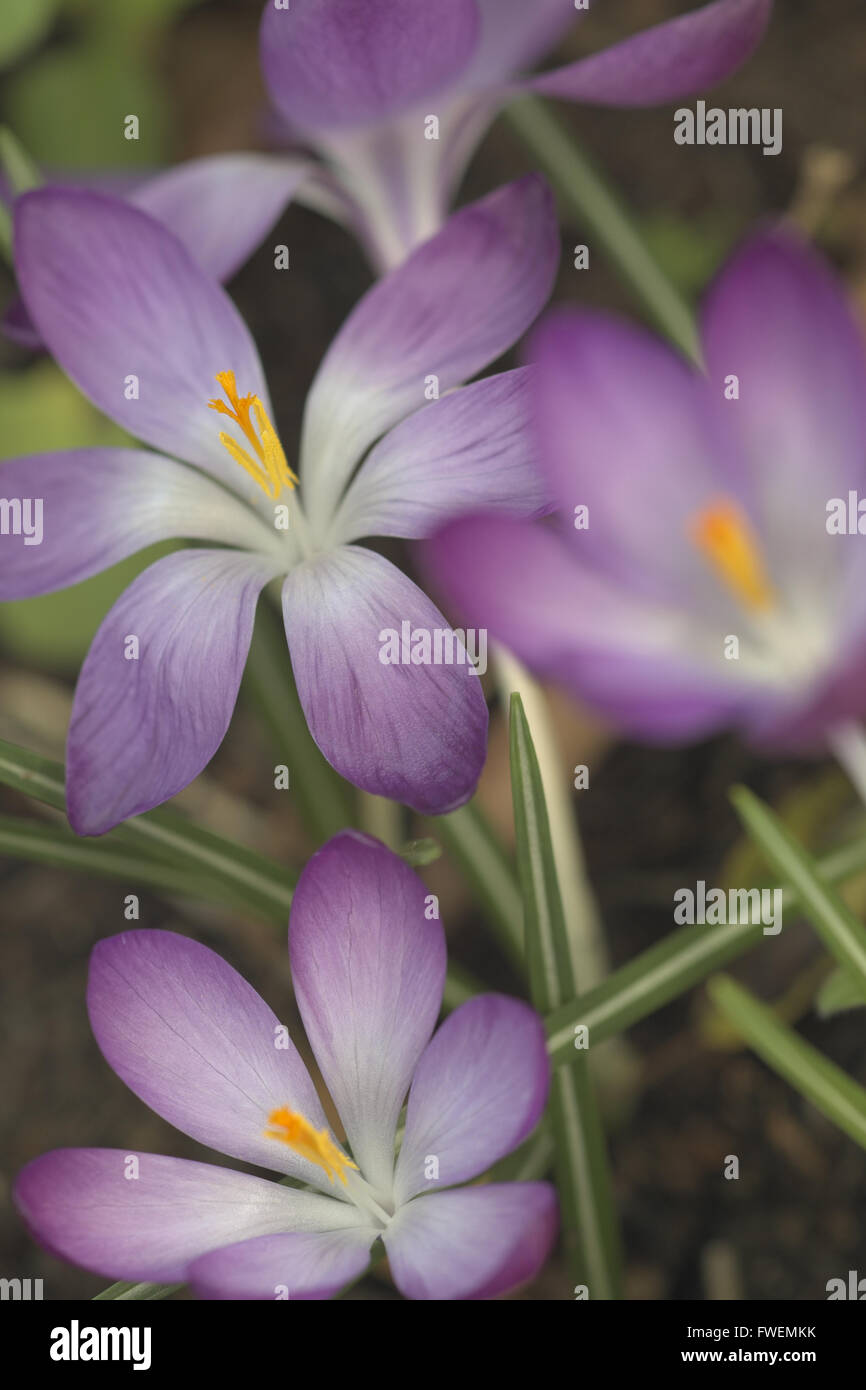 Eine Makroaufnahme von drei Violette Krokusse Stockfoto