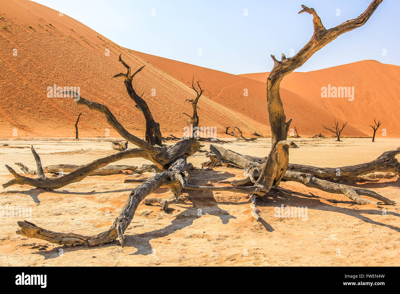 Deadvlei Namib Naukluft Baum Stockfoto