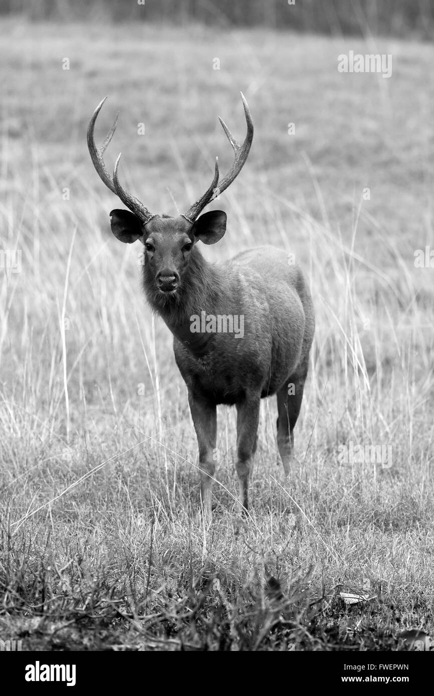 Sambar-Hirsch (Rusa unicolor) Stockfoto