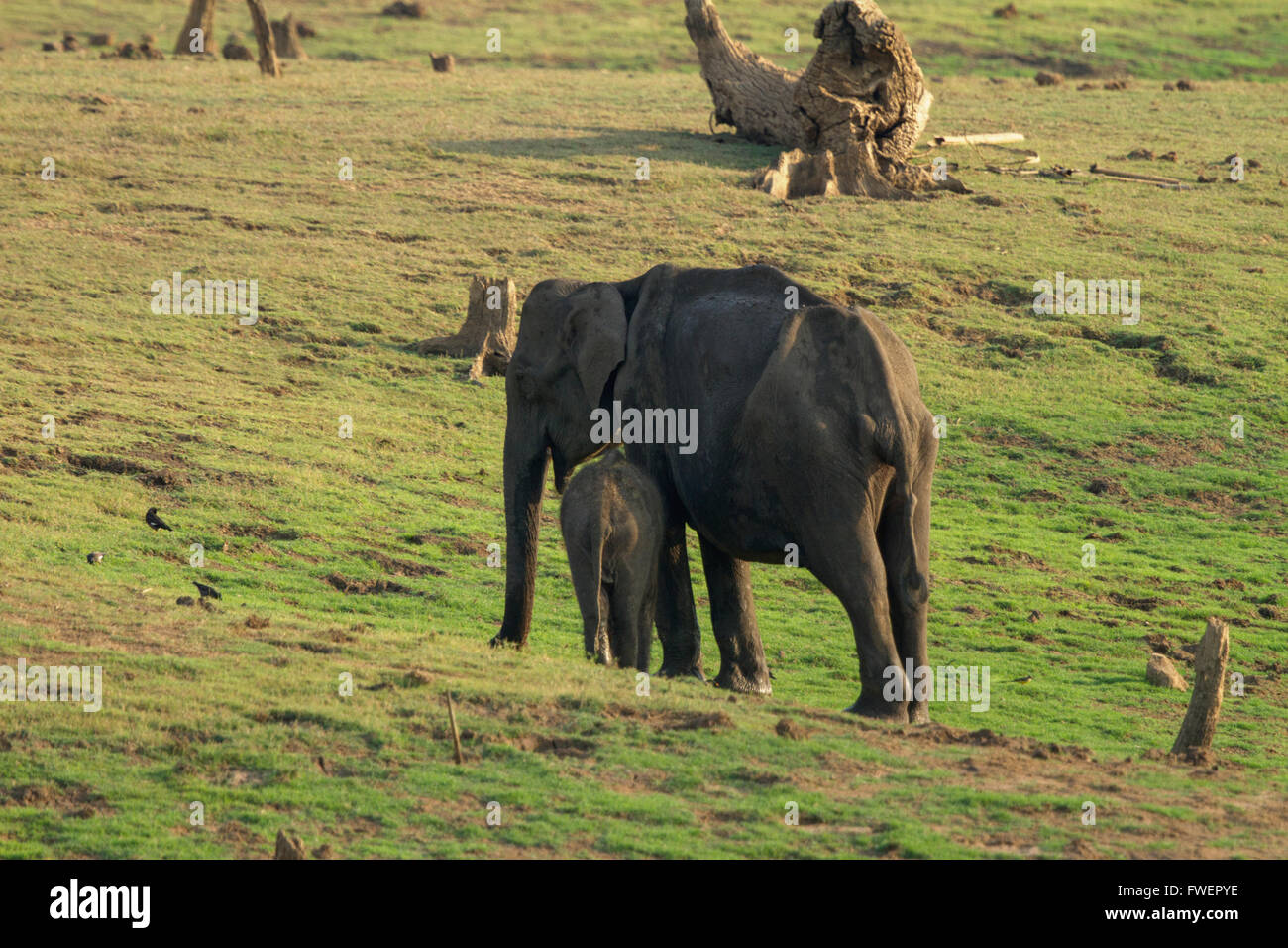 Asiatischer Elefant-Mutter und Kind im Land der grünen Rasen Stockfoto