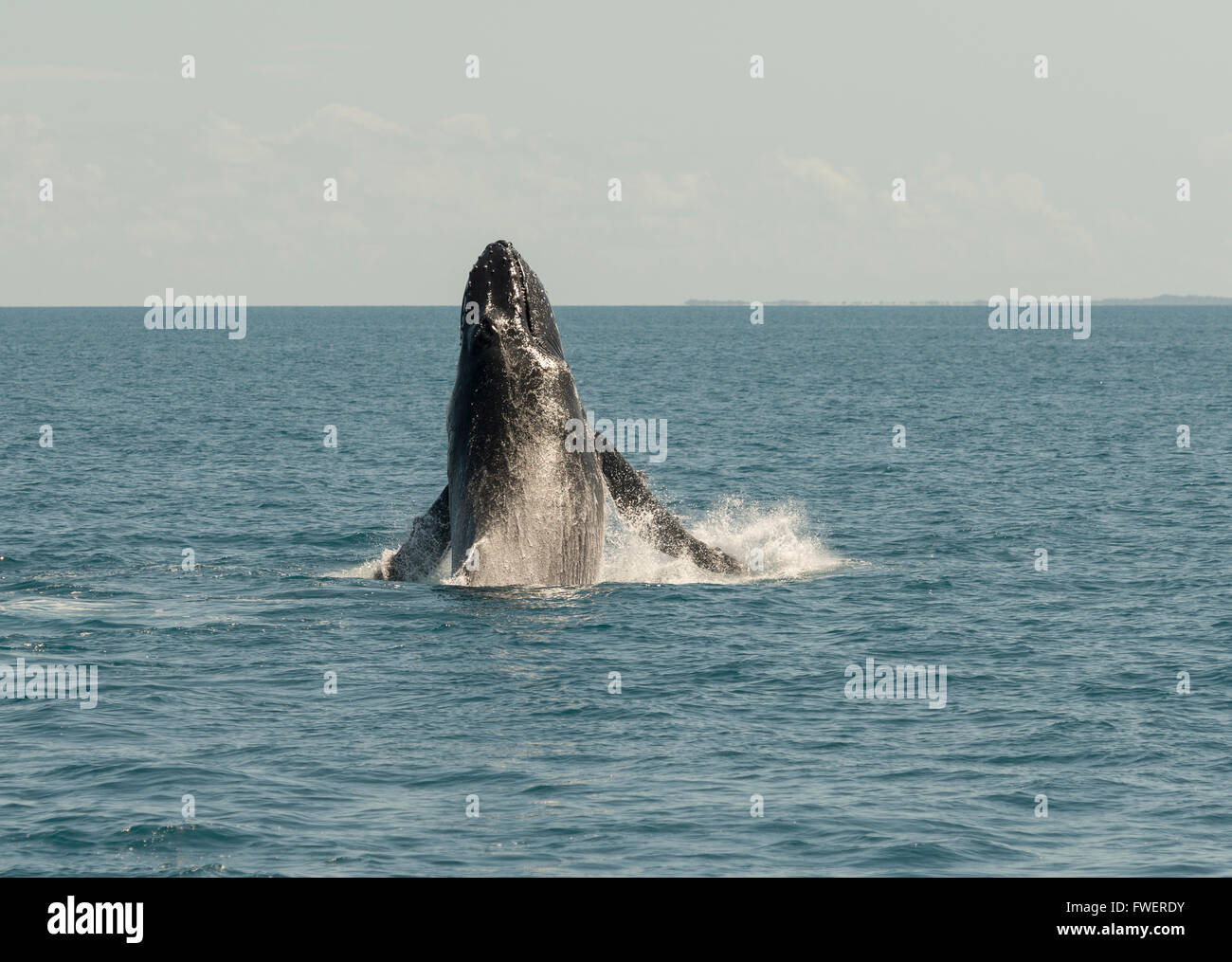 Buckelwale in Hervey Bay, Queensland, Australien. Nach oben Platz für Whale Watching, Urlaub. Reisen Queensland und das warme Klima zu genießen. Stockfoto