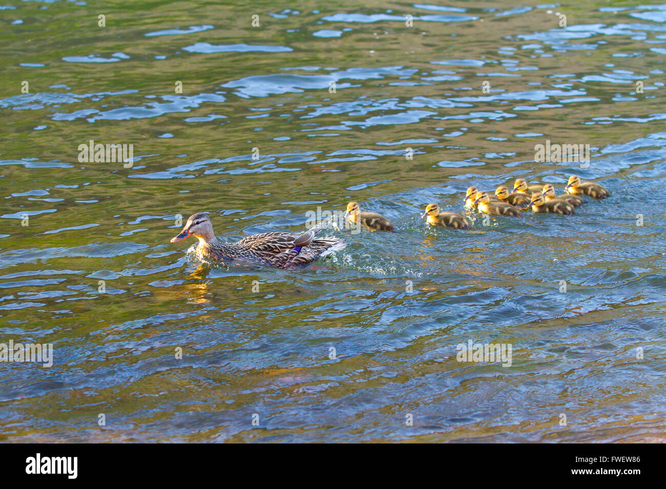 Eine Entenmutter schwimmt mit ihren Küken im Deschutes River während spielen den Führer zu folgen. Stockfoto