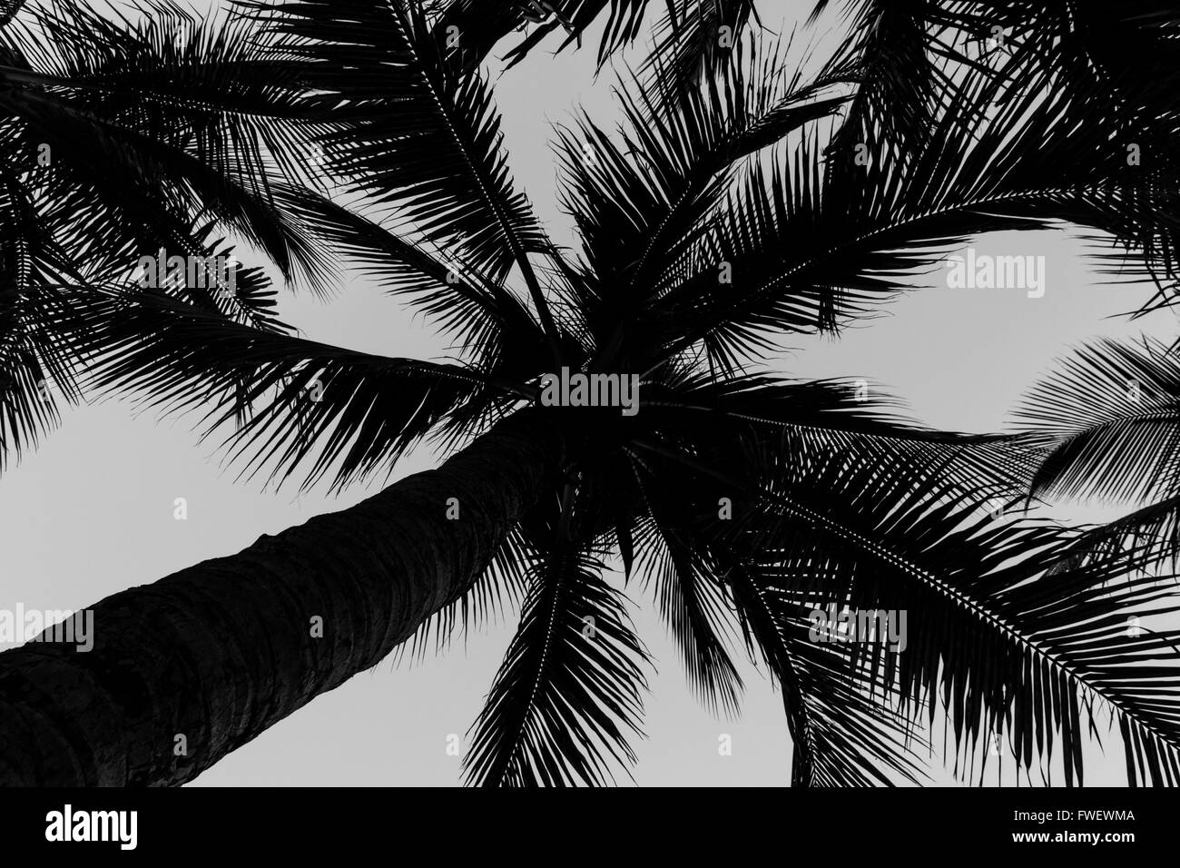 Hainan, China - schönen Kokospalmen am Strand in schwarz und weiß. Stockfoto