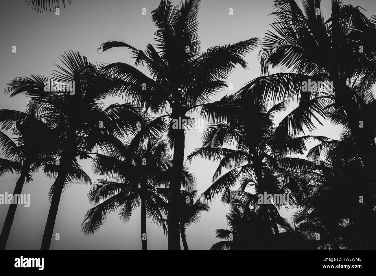 Hainan, China - schönen Kokospalmen am Strand in schwarz und weiß. Stockfoto