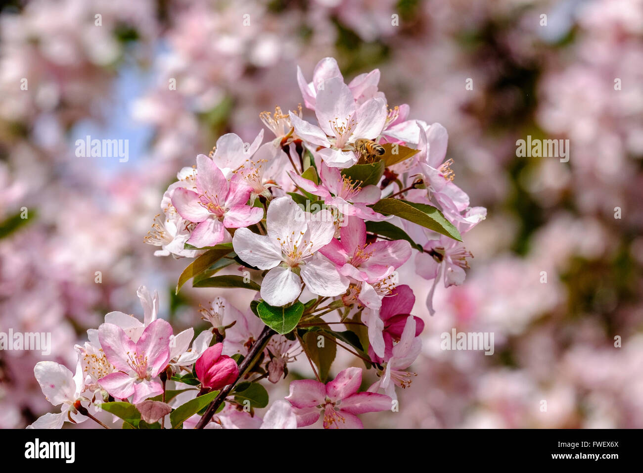 Eine Honigbiene Apis Melifera arbeitet neue Frühlingsblüten von einem Crabapple Baum, Fülle, Malus Moerlandsil in Oklahoma, USA. Stockfoto