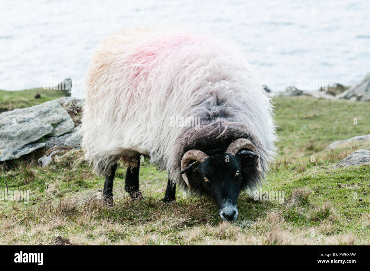 Blackface Schafe grasen auf der Spitze einer hohen Steilküste. Stockfoto