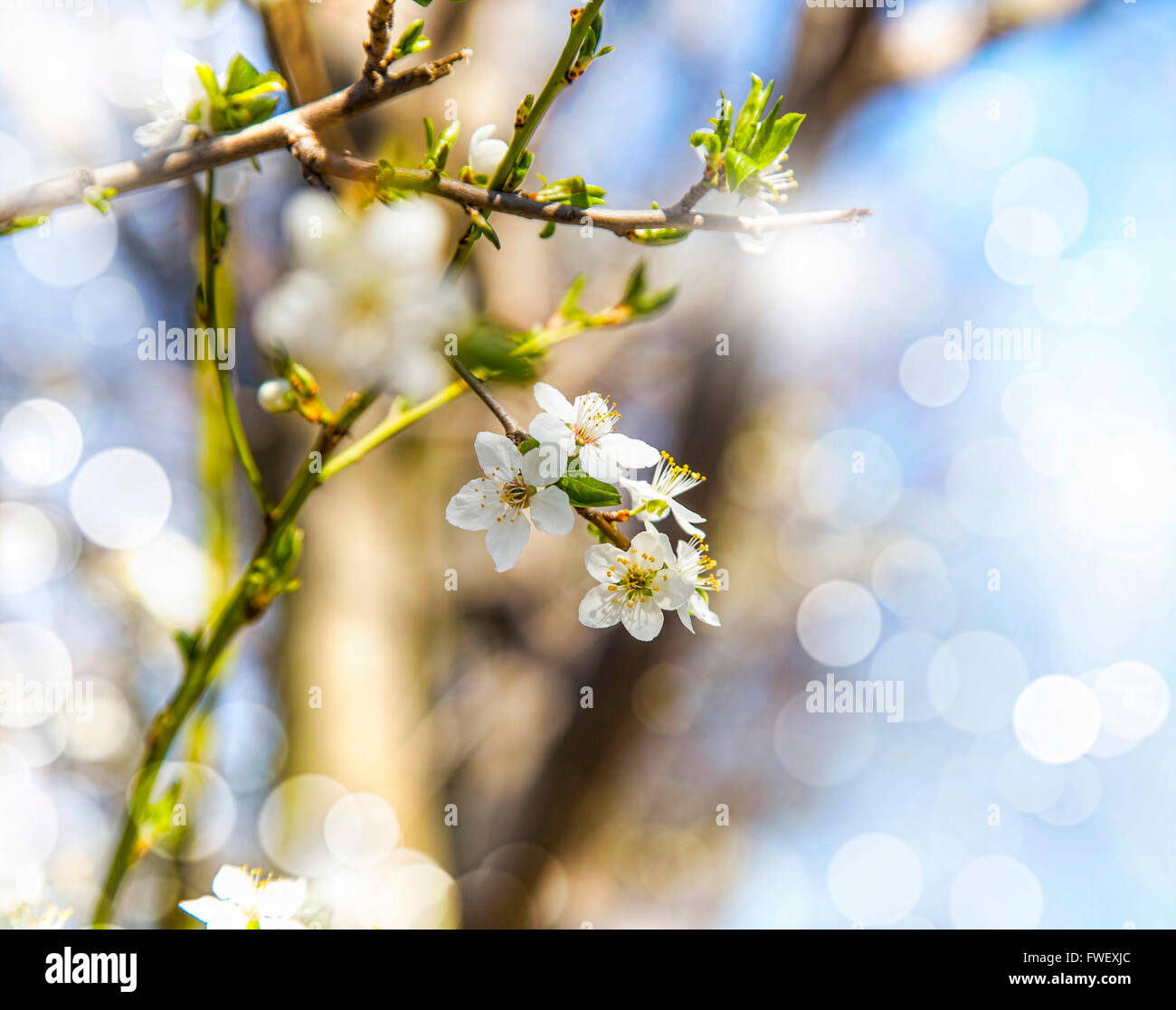 Sprin Baum Blüte blühender, wunderschöne weiße Baum Frühlingsblumen Stockfoto