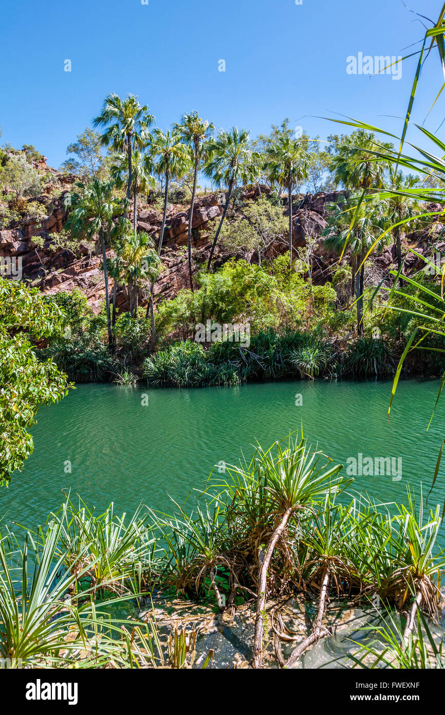 Australien, Queensland, Lawn Hill National Park, Pandanus und Kohl Palmen am Ufer des Lawn Hill Creek in der mittleren Schlucht Stockfoto