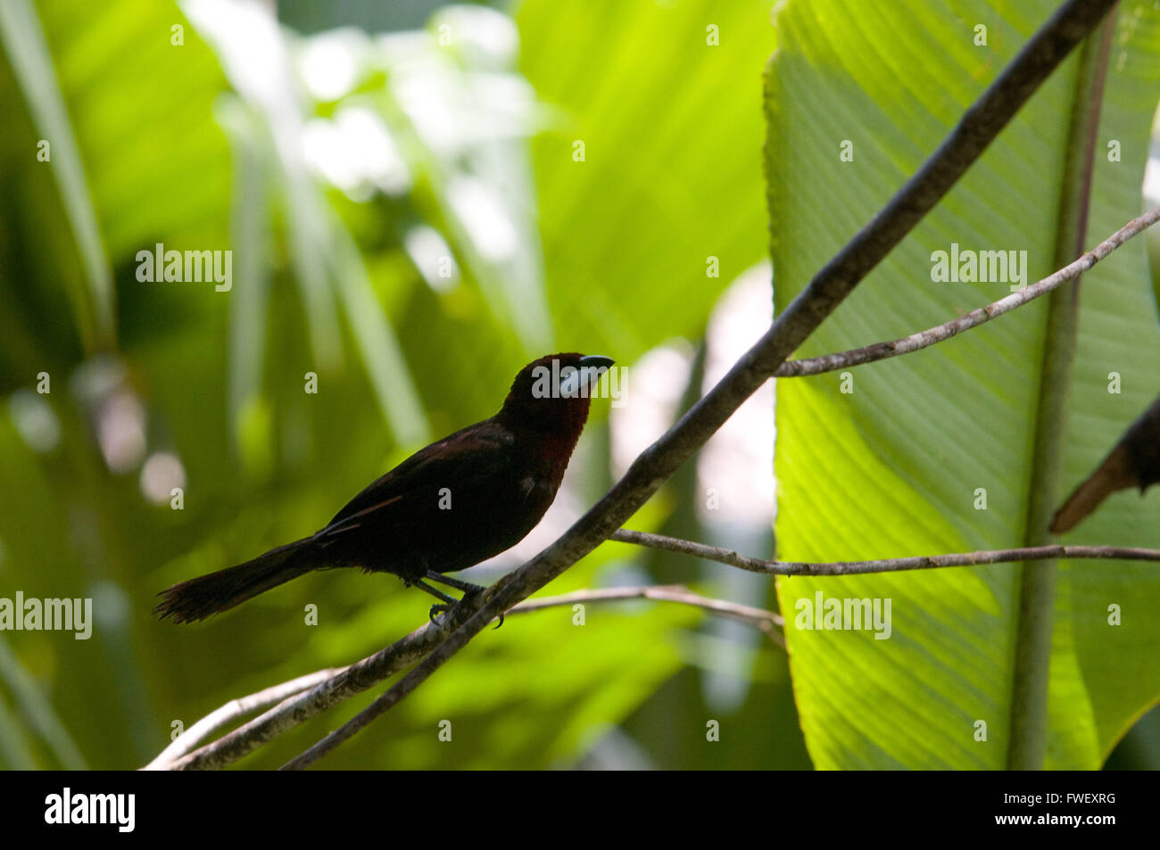 Die weiß gesäumten Voegel (Tachyphonus Rufus) ist ein mittlerer Größe passerine Vogel. Gesehen eines der Primärwälder der Amazo Stockfoto