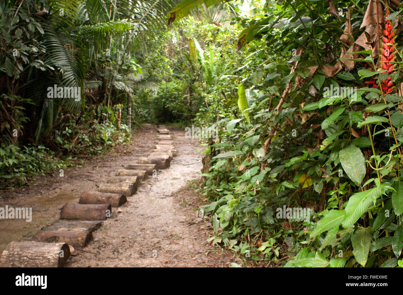 Weg, um innerhalb des Dorfes Yagua in den Primärwald etwa 40 Kilometer von Iquitos nahe der Stadt von Indiana, Iquitos, Lo Stockfoto