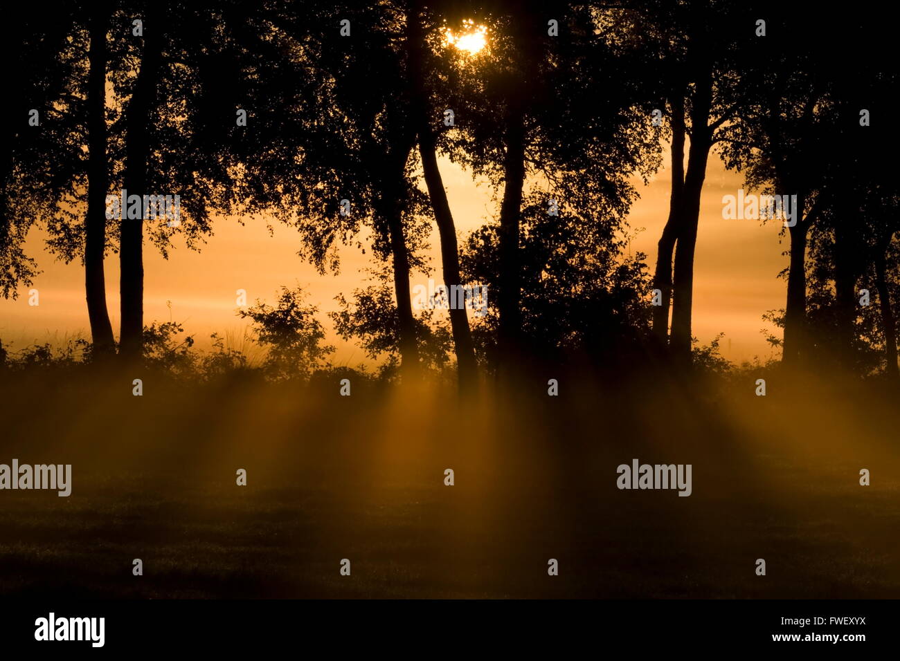 Sonnenlicht bricht durch die Bäume zurück an einem frühen Morgen in Wijster; Netherland Stockfoto