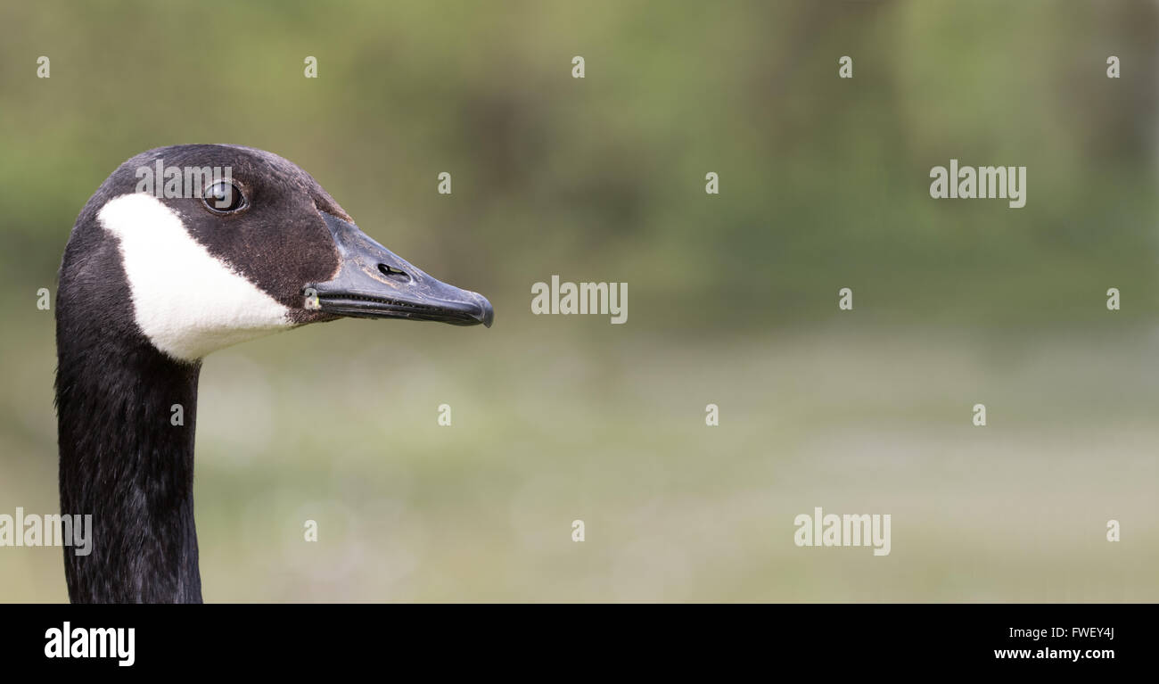 Porträt einer kanadischen Gans hautnah Stockfoto