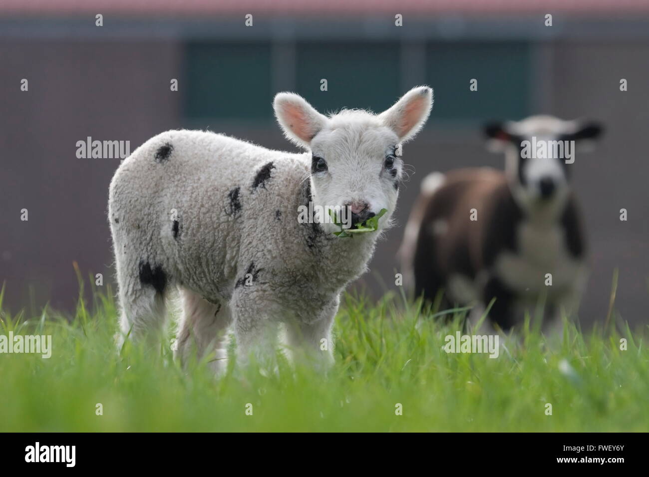 Lamm mit grünes Blatt im Maul, Niederlande Stockfoto