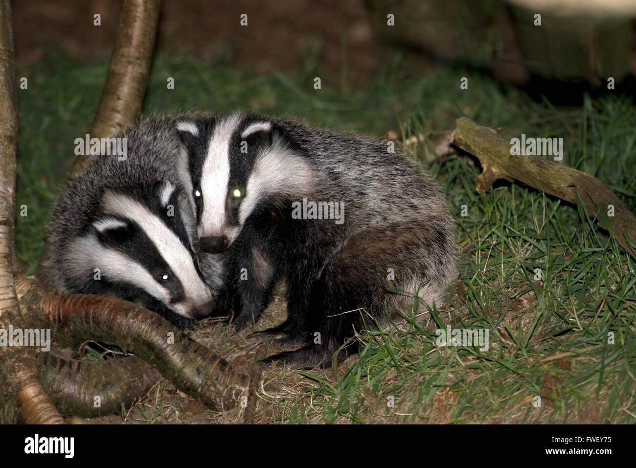 Jungen spielen Dachse im Wald, Niederlande Stockfoto