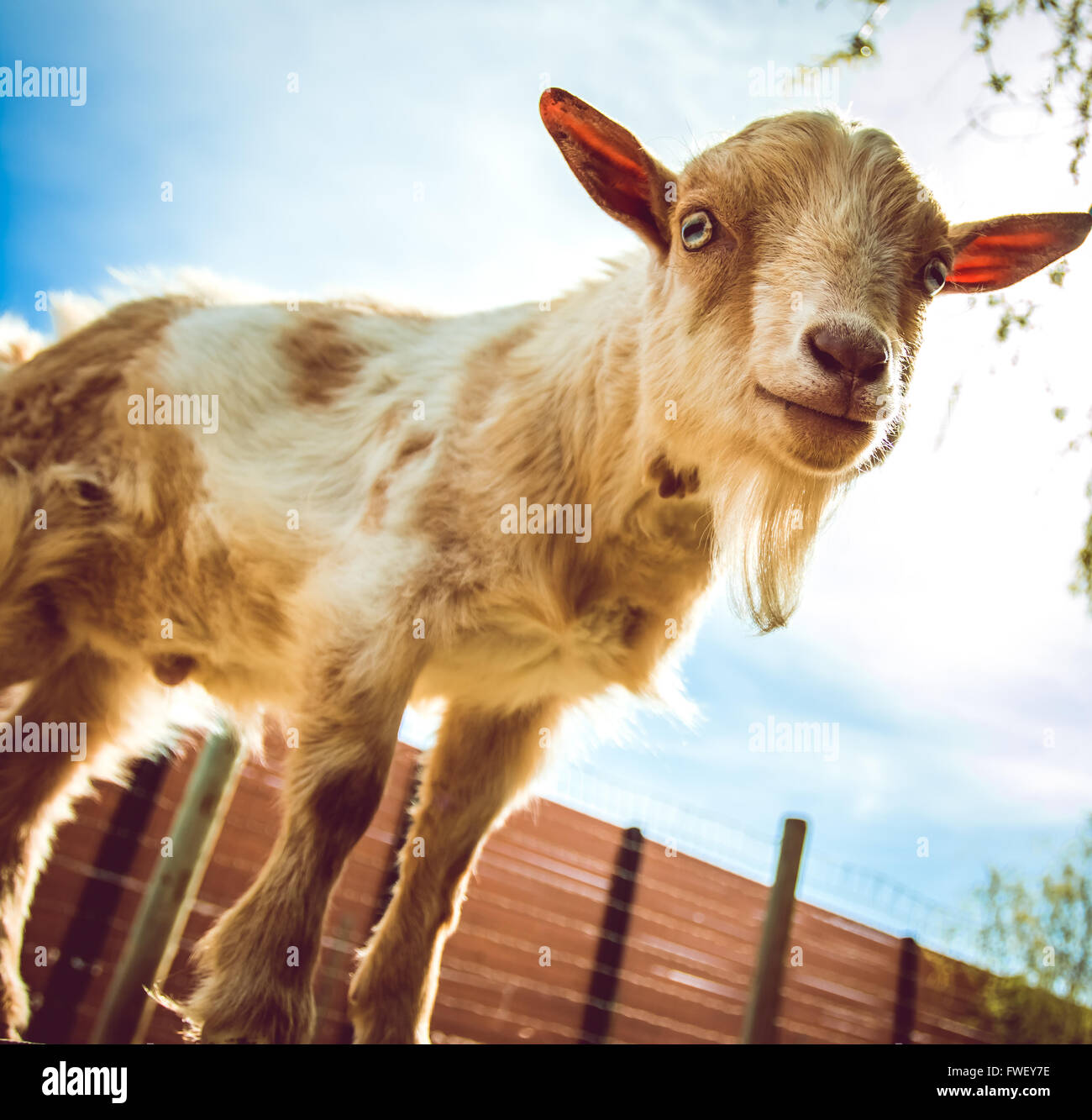 Nahaufnahme der Ziege mit blauem Himmel Stockfoto